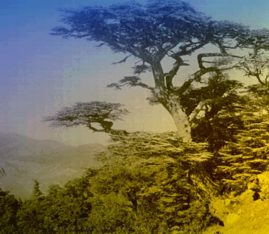 TENIET LA FORET DE TENIET CEDRES SUR LES PENTES DU DJEBEL EL MEDDAD.jpg